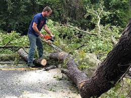 How Our Tree Care Process Works  in  Northwest Harbor, NY