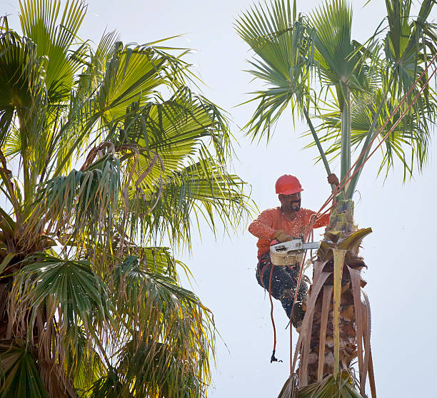 Trusted Northwest Harbor, NY Tree Services Experts